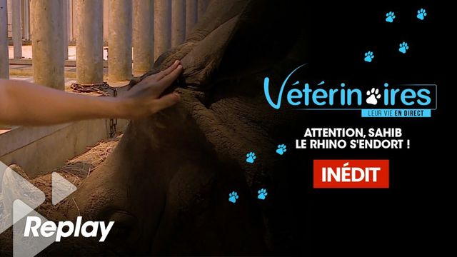 Vignette du programme télé Vétérinaires, leur vie en direct - Saison 2