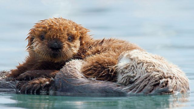 Vignette du programme télé Une année sauvage autour de la Terre - Saison 1