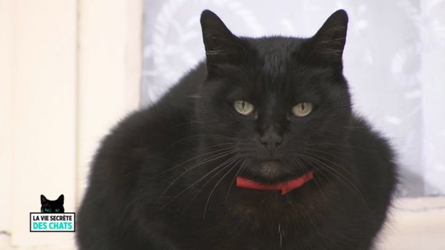Vignette du programme télé La vie secrète des chats - Saison 1