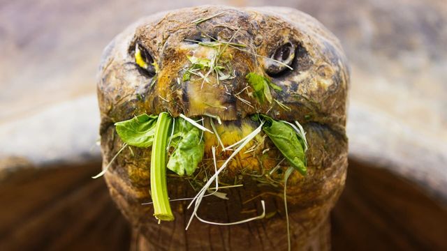 Vignette du programme télé Le zoo de San Diego - Saison 1