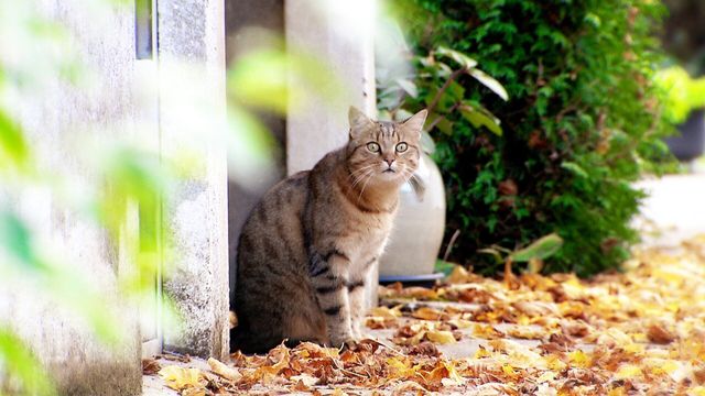 Vignette du programme télé La vie secrète des chats - Saison 1