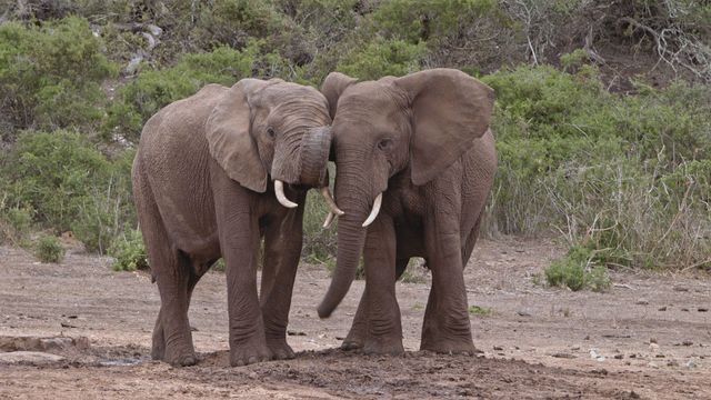 Vignette du programme télé Le chagrin des animaux : mythe ou réalité ?
