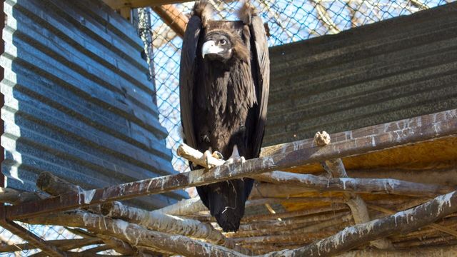 Vignette du programme télé Zoo : le défi de demain - Saison 3