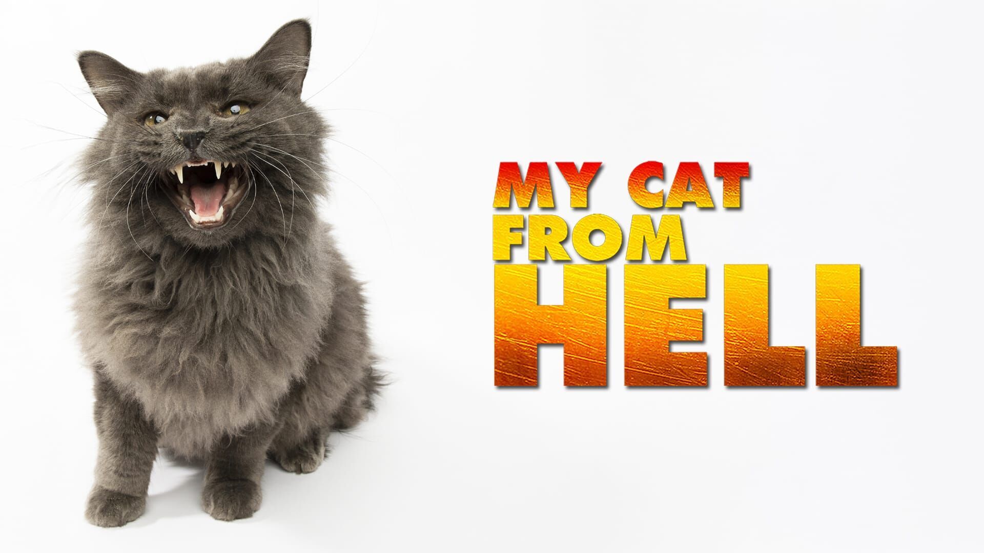 Vignette du programme télé Hell's Cat : mon chat est un cauchemar