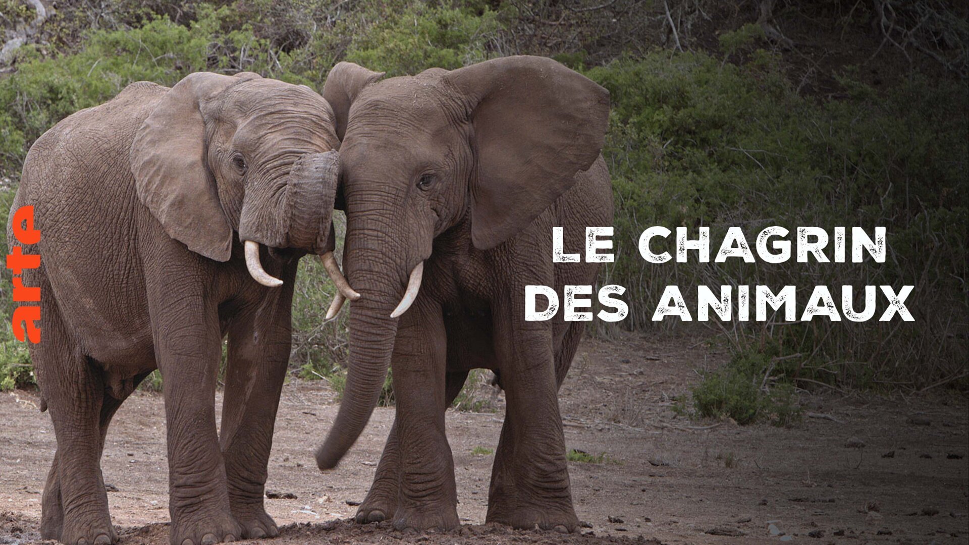 Vignette du programme télé Le chagrin des animaux : mythe ou réalité ?