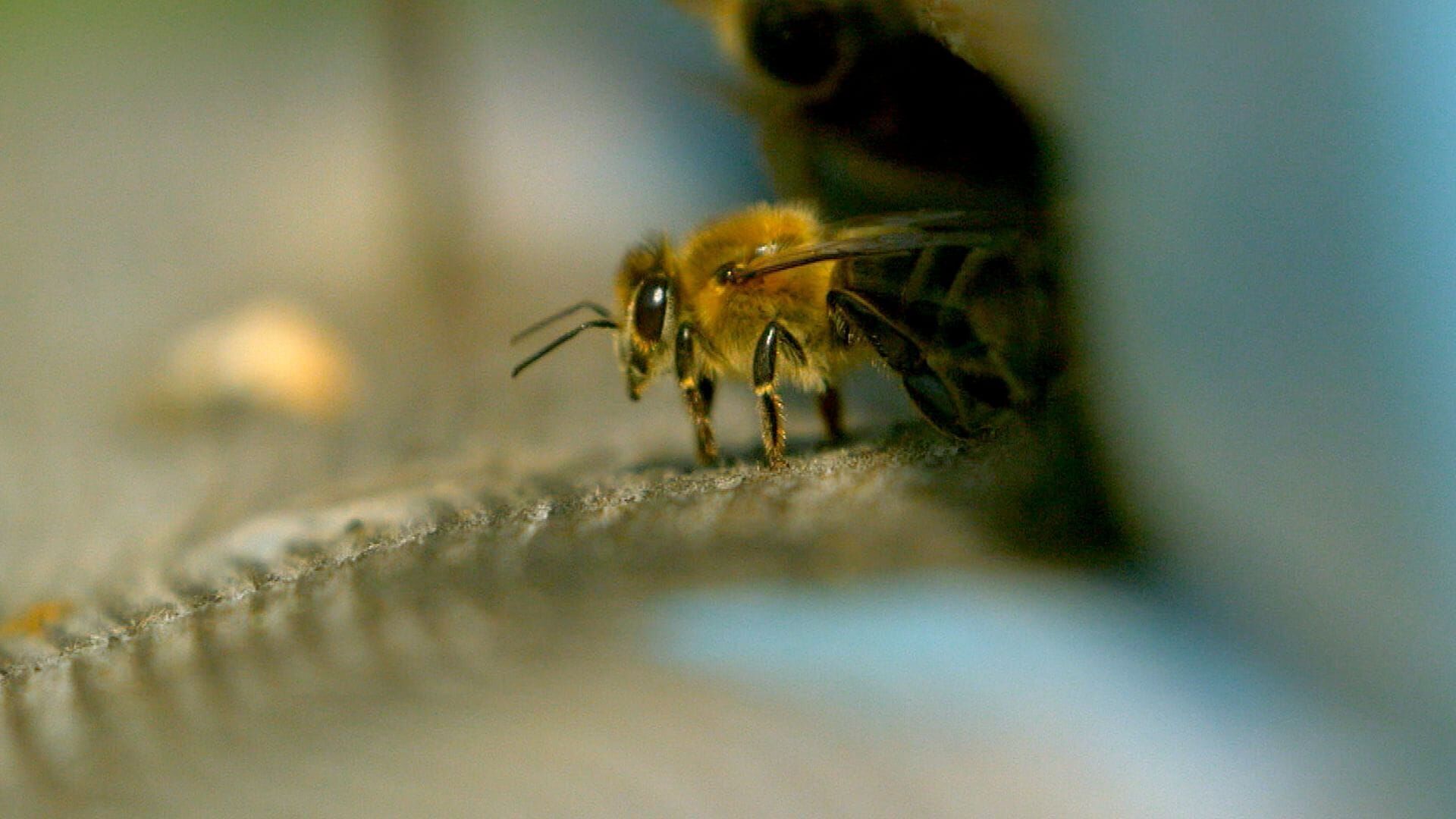 Vignette du programme télé Les maîtres des abeilles