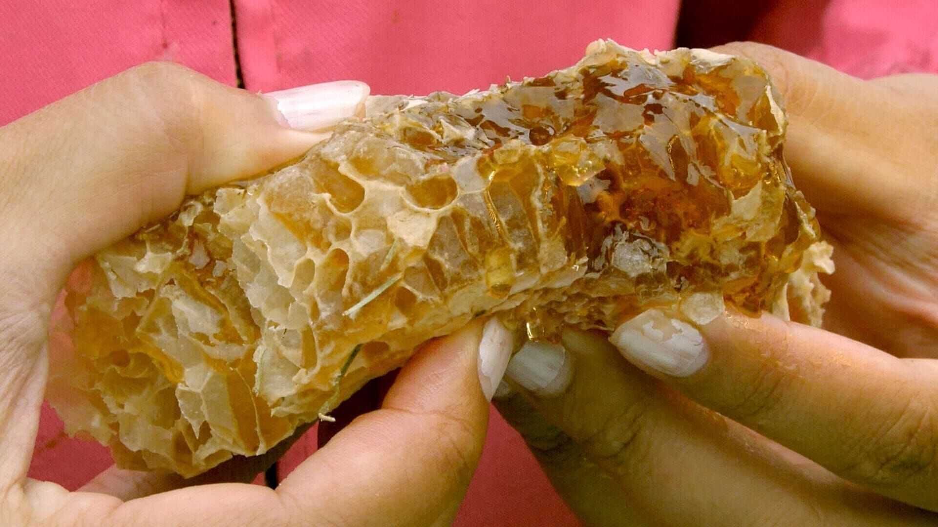 Vignette du programme télé Les maîtres des abeilles