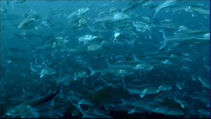 Vignette du programme télé Le bar du coin