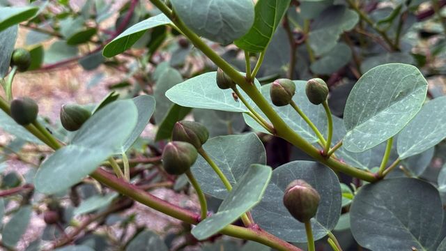 Vignette du programme télé Les sanctuaires d'épices