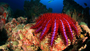 Vignette du programme télé Un espoir pour la nature (Afrique) S1 (3/3)