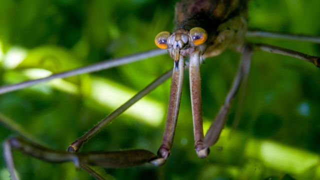 Vignette du programme télé Insectes rampants
