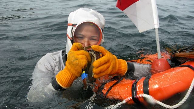 Vignette du programme télé Japon, les reines de la mer
