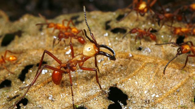 Vignette du programme télé Insectes rampants