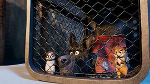 Vignette du programme télé Mystery Lane (Le serval de la Tamise) S1 (8/26)