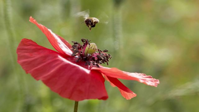 Vignette du programme télé Les maîtres des abeilles - Saison 1