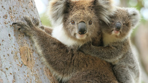 Vignette du programme télé Un espoir pour la nature (Australie) S1 (1/3)