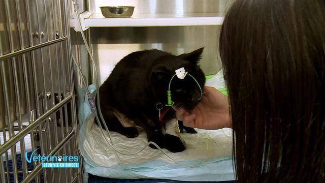 Vignette du programme télé Vétérinaires, leur vie en direct - Saison 2