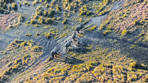 Vignette du programme télé Les miracles du delta de l'Okavango