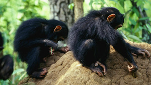 Vignette du programme télé A l'école des chimpanzés (Coup de coeur au refuge) S1 (1/3)