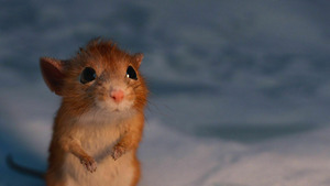 Vignette du programme télé Un garçon nommé Noël