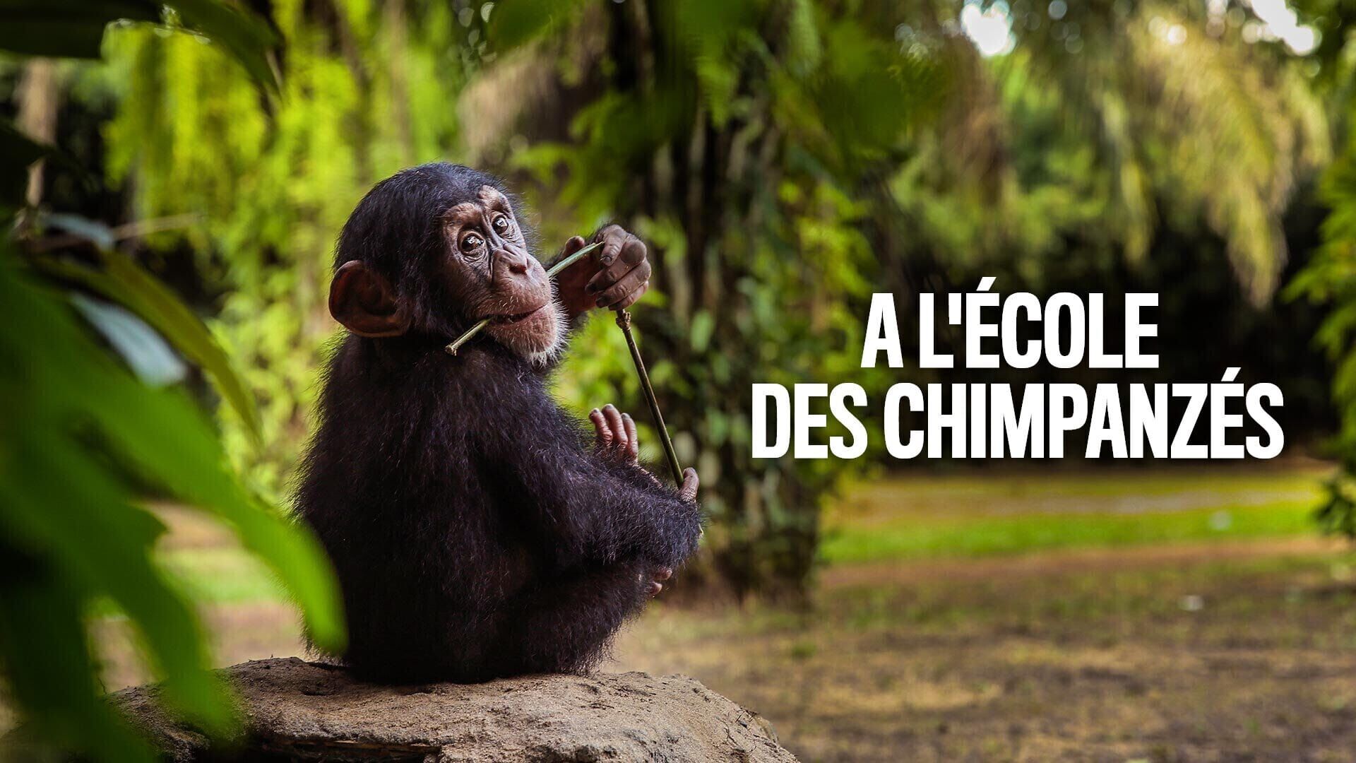 Vignette du programme télé A l'école des chimpanzés