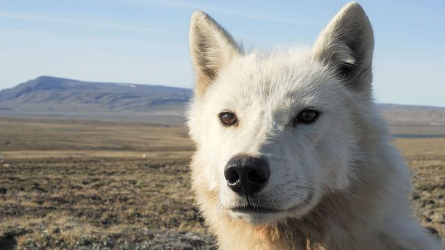 Vignette du programme télé Le loup arctique