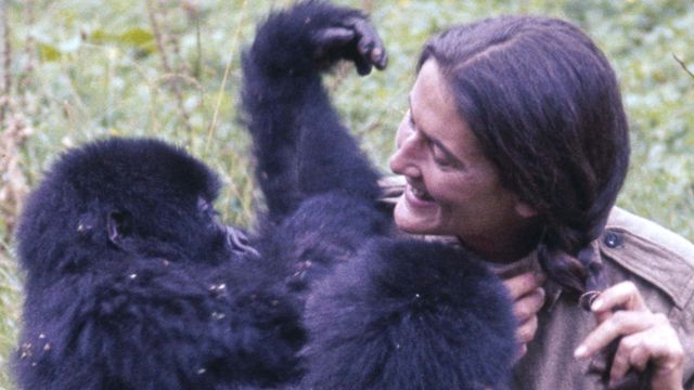 Vignette du programme télé Dian Fossey, la femme-gorille