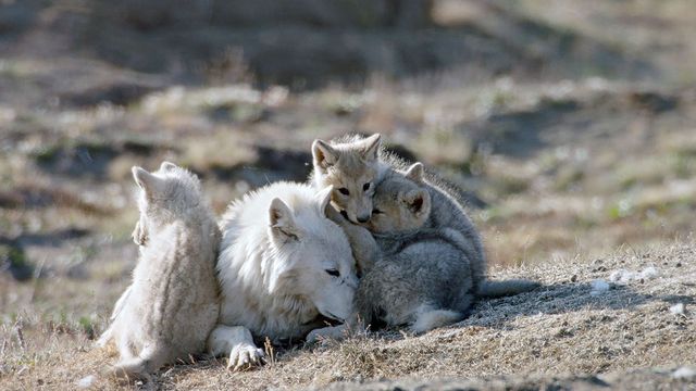 Vignette du programme télé Le loup arctique