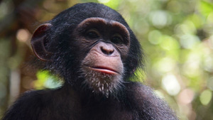 Vignette du programme télé A l'école des chimpanzés (La saison des changements) S1 (3/3)