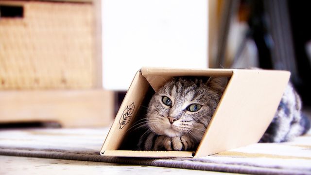 Vignette du programme télé La vie secrète des chats - Saison 3