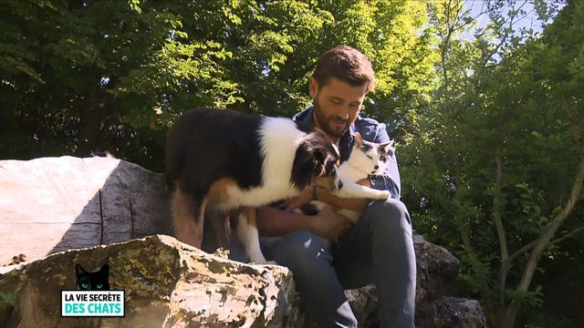 Vignette du programme télé La vie secrète des chats - Saison 3
