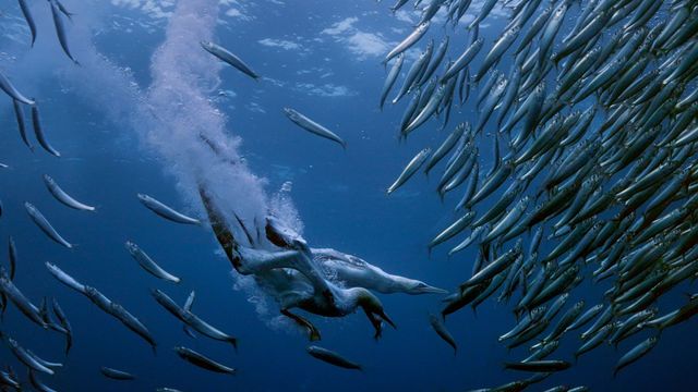 Vignette du programme télé La grande migration des poissons d'argent