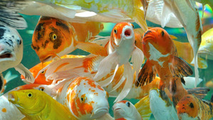 Vignette du programme télé Bouquetin, la vigie des montagnes