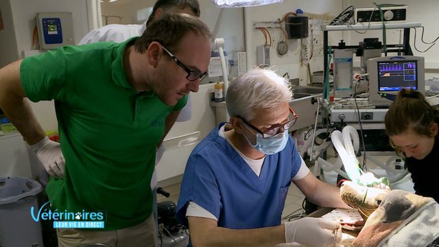 Vignette du programme télé Vétérinaires, leur vie en direct - Saison 2