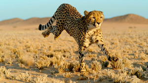 Vignette du programme télé Félins