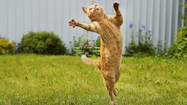 Vignette du programme télé La vie secrète des chats - Saison 3