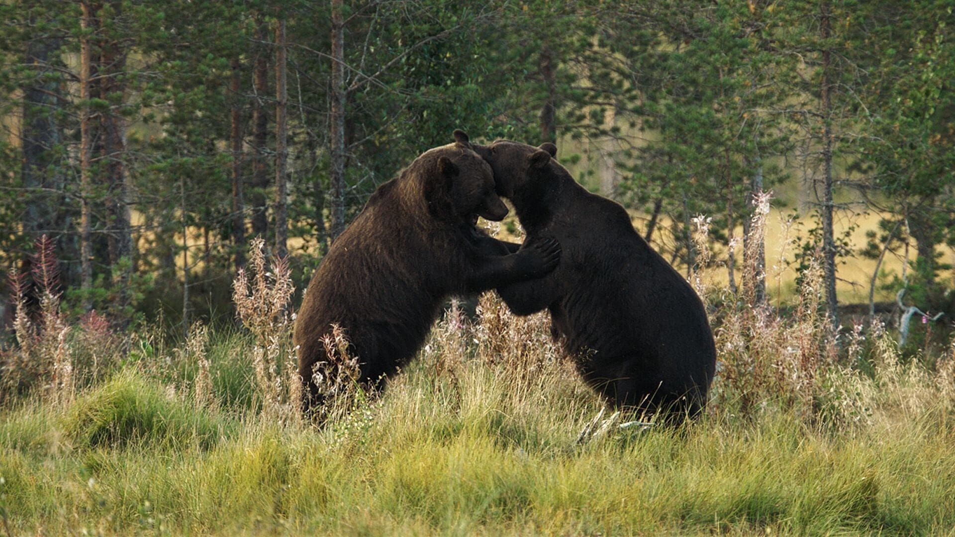 Vignette du programme télé La Scandinavie arctique