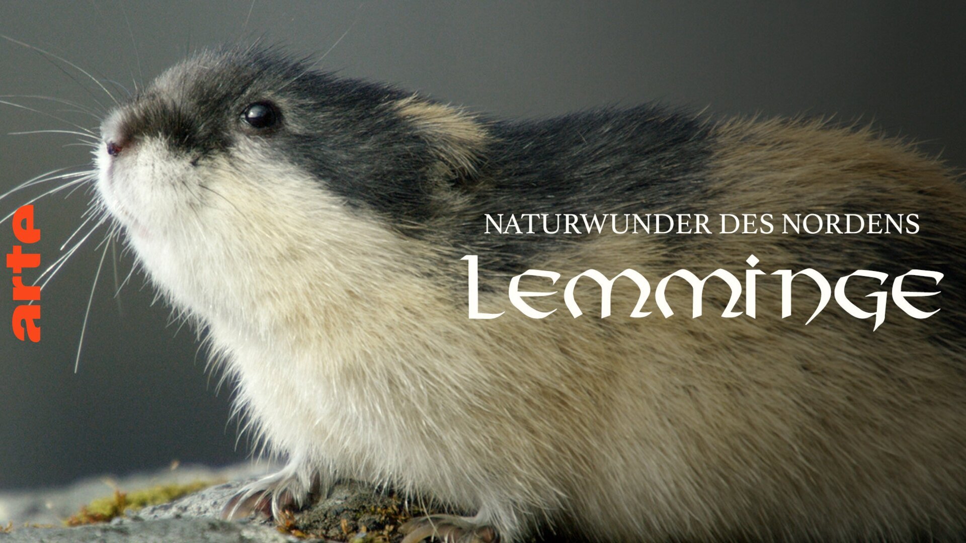 Vignette du programme télé Merveilles nordiques