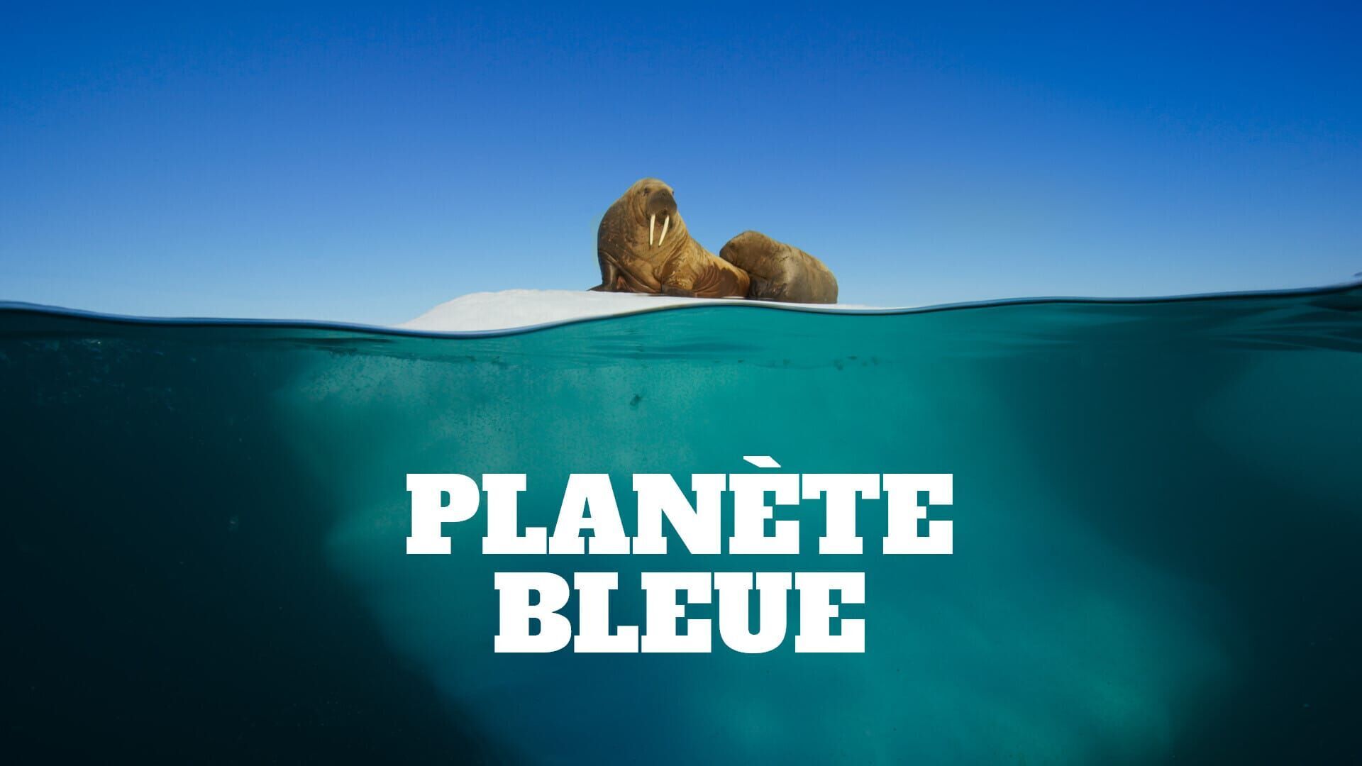 Vignette du programme télé Planète bleue