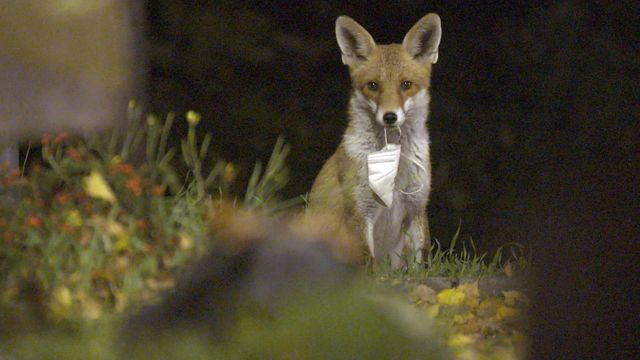 Vignette du programme télé Humains confinés, animaux libérés