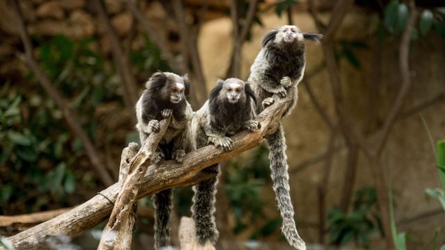 Vignette du programme télé Tenerife : le refuge des amoureux des bêtes