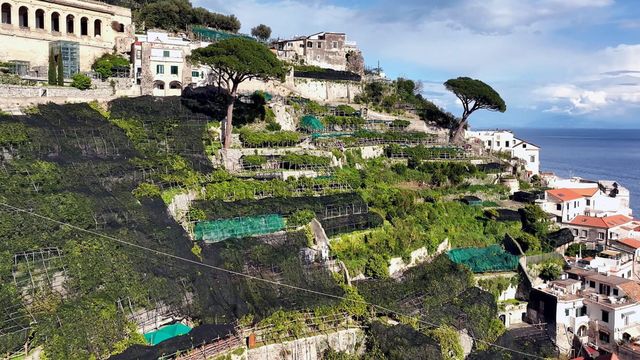 Vignette du programme télé Un monde d'agrumes