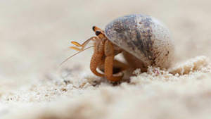 Vignette du programme télé Bernard l'hermite, une épopée sur la terre ferme
