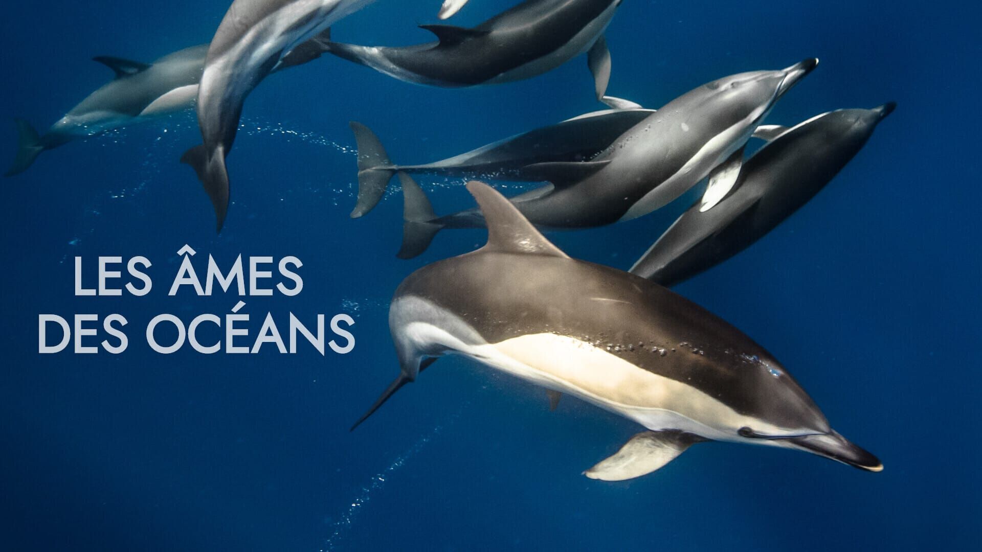 Vignette du programme télé Les âmes des océans