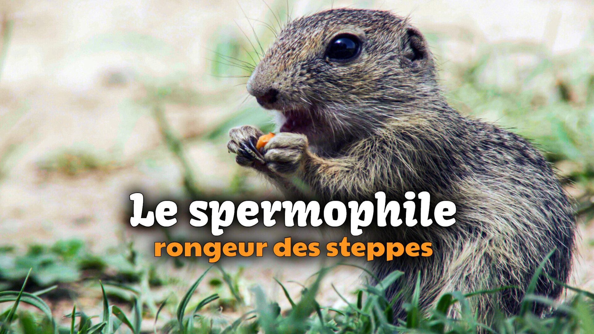 Vignette du programme télé Le spermophile et le hamster d'Europe