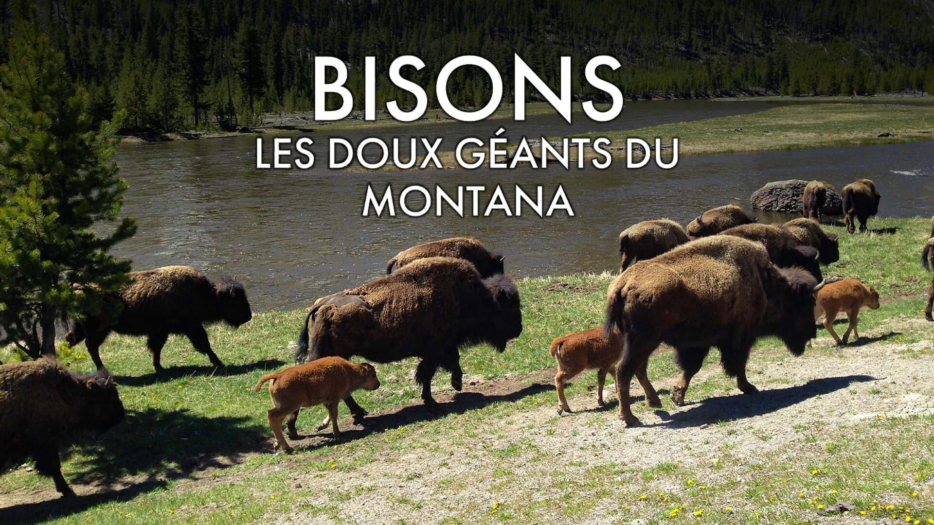 Vignette du programme télé Bisons, les doux géants du Montana