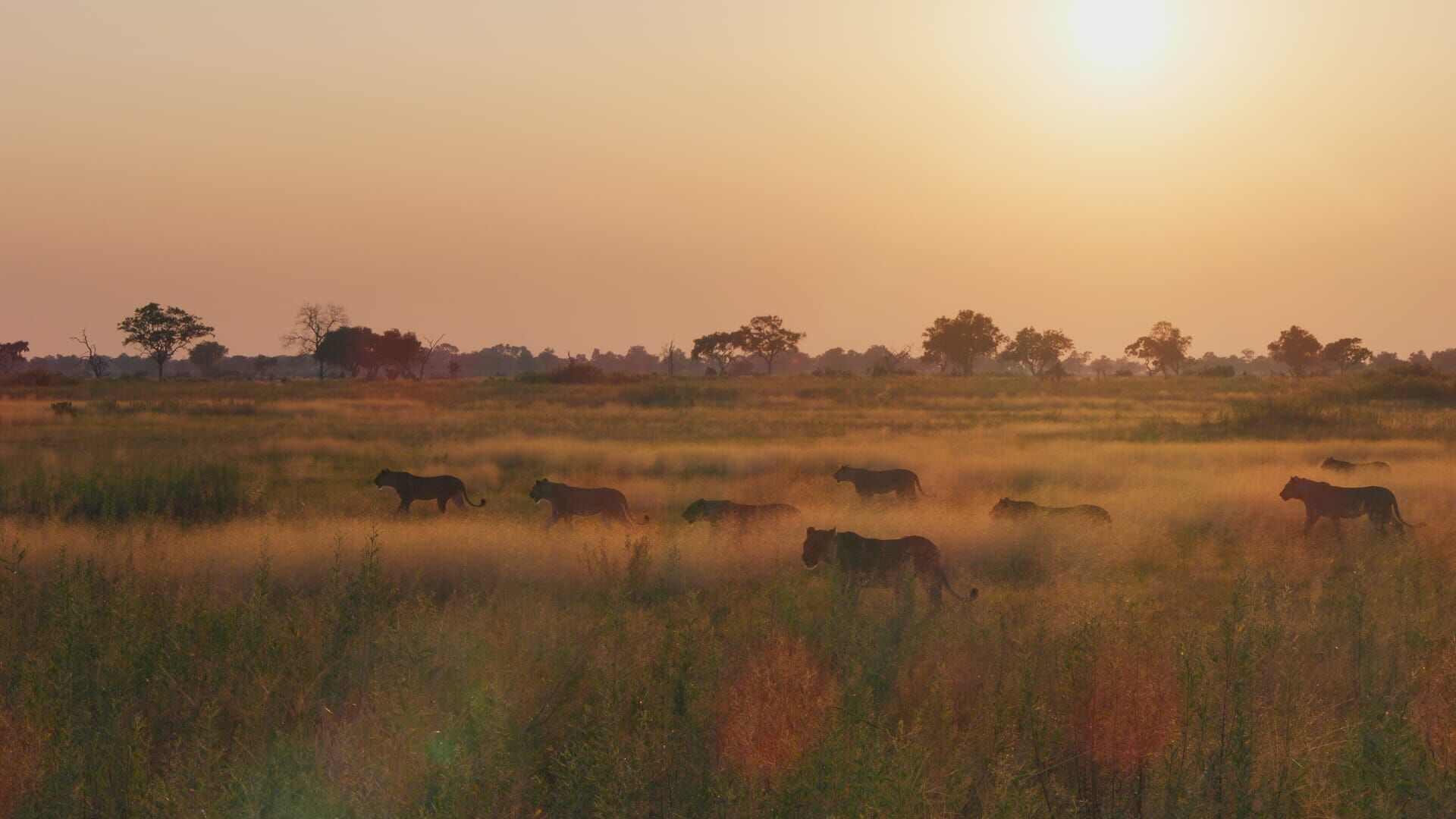 Vignette du programme télé Sur la terre des grands félins