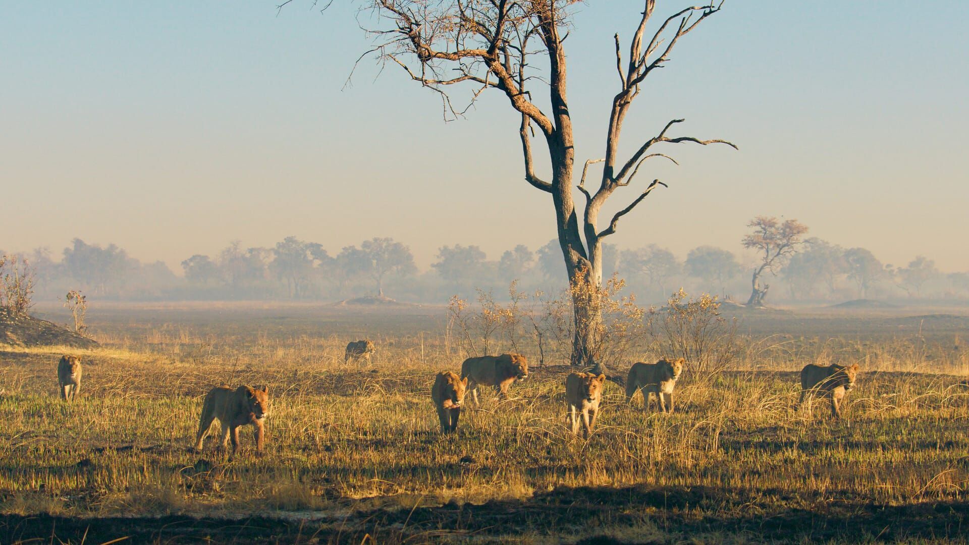 Vignette du programme télé Sur la terre des grands félins