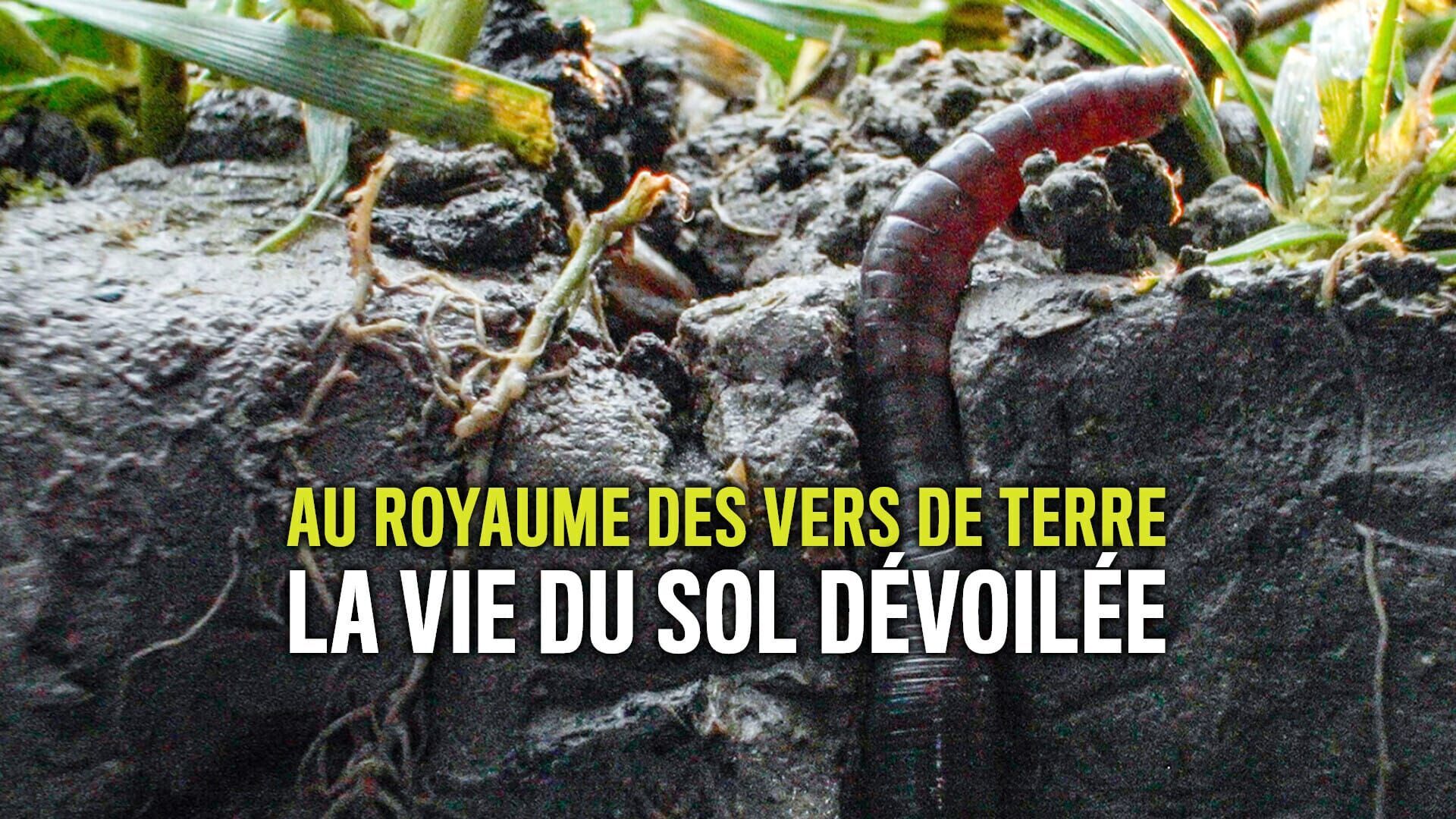 Vignette du programme télé Au royaume des vers de terre : La vie du sol dévoilée