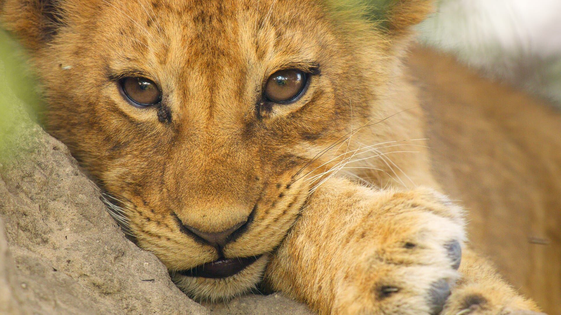 Vignette du programme télé Sur la terre des grands félins